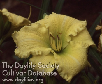 Jabot AHS image