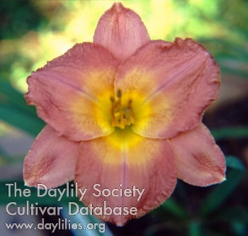 Jamaica Rose AHS image