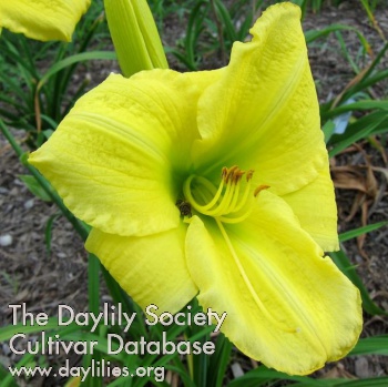Jardiniere AHS image