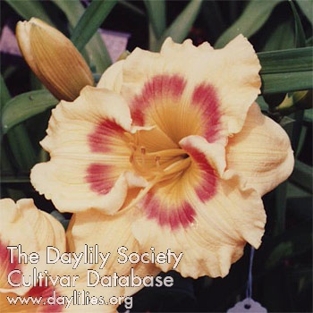 Jedi Tequila Sunrise AHS image
