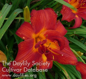 Jog On daylily bloom