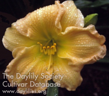 John Bierman AHS image