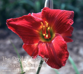 Jolly Pinder AHS image