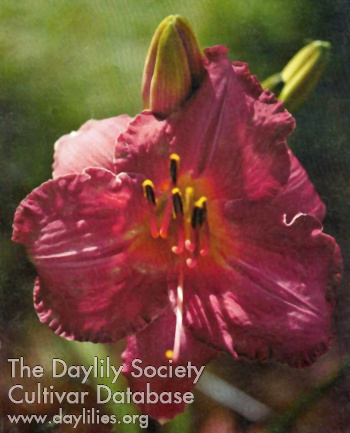 June Williams AHS image