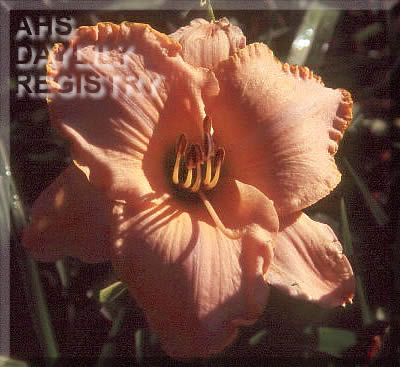 Just Peachy AHS image