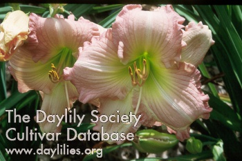 Lacy Dawn AHS image