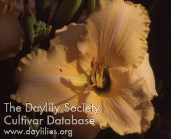 Lacy Lady AHS image