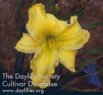 Lacy Ruffles AHS image