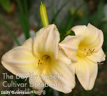 Lady Grosvenor AHS image