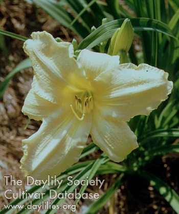 Landed Gentry AHS image