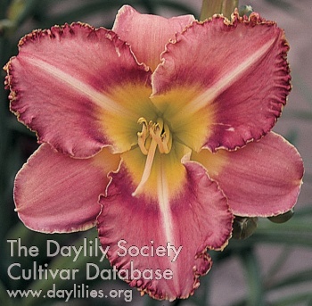 Lavender Aristocrat AHS image