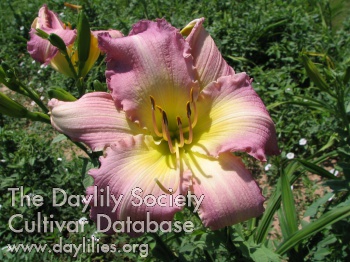 Lavender Blush