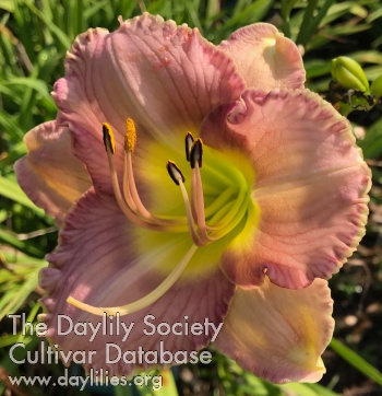 Lavender Bonnet AHS image