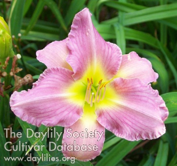 Lavender Dew AHS image