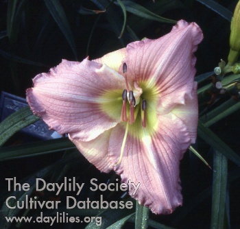 Lavender Sally AHS image