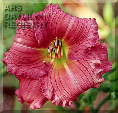 Lavender Twilight AHS image
