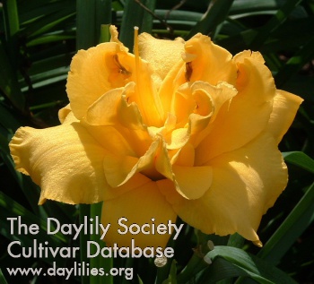 Layers of Gold AHS image