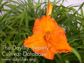 Lazy Summer Days AHS image