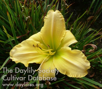 Leafy Dell AHS image