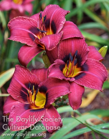 Leebea Purple Plum AHS image
