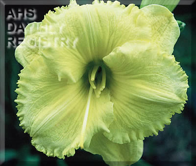 Lemon Cool AHS image