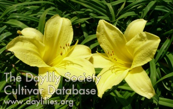 Lemon Delight AHS image