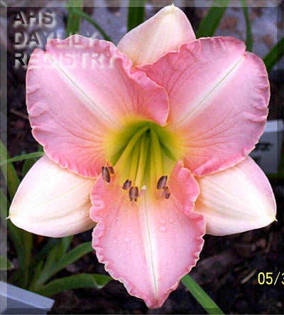 Lilac Dream AHS image
