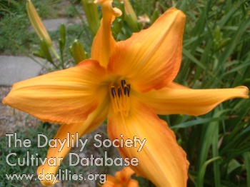 Lilly Dache AHS image