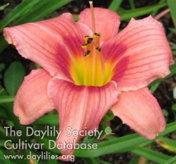 Lilting Lady AHS image
