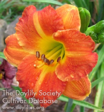 Little Dynamite David AHS image