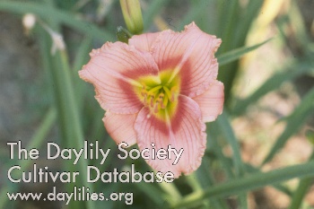Little Idy AHS image