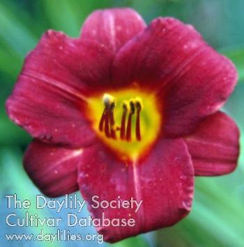 Little Irene AHS image
