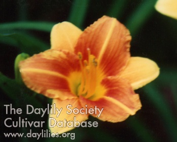 Little Orange Crush AHS image