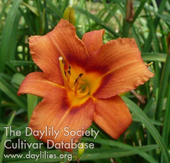 Little Tawny AHS image