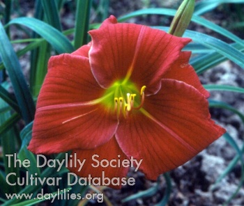 Living Flame AHS image