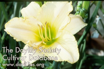 Luminous Beauty AHS image