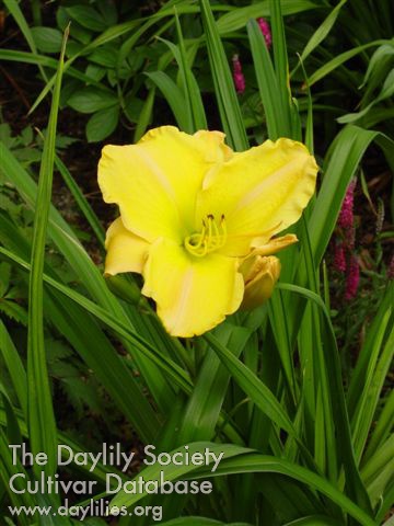 Luscious Honeydew