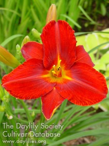 Lusty Lealand AHS image