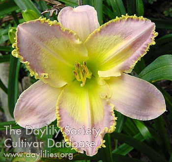 Magic Filigree AHS image