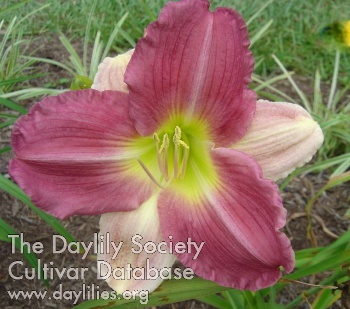 Majestic Beauty AHS image
