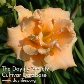 Maple Sugar Rose AHS image