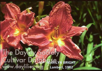 Marilyn Bright AHS image