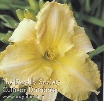 Marquesa AHS image