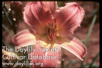 Mauve Dawn AHS image