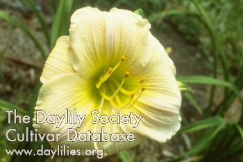 Mavis Smith AHS image