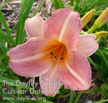 May Colvin AHS image