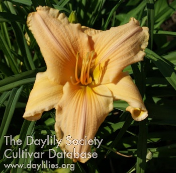 Meadow Morn AHS image
