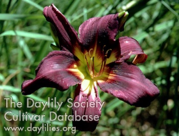 Mildred Kelley AHS image