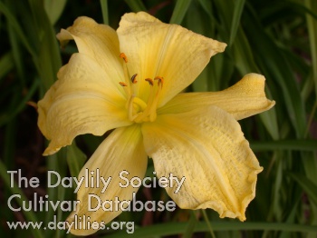 Missouri Beauty AHS image