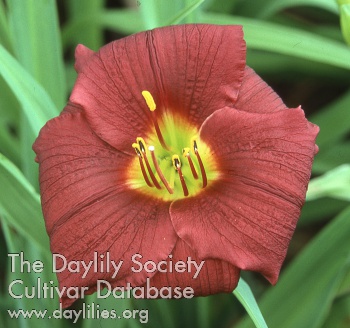 Mojave Maroon AHS image